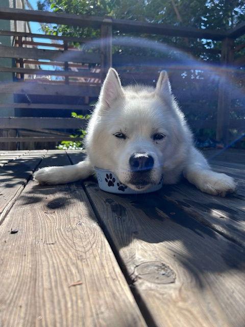 Mara, Adoptable, Adult Female Siberian Husky.