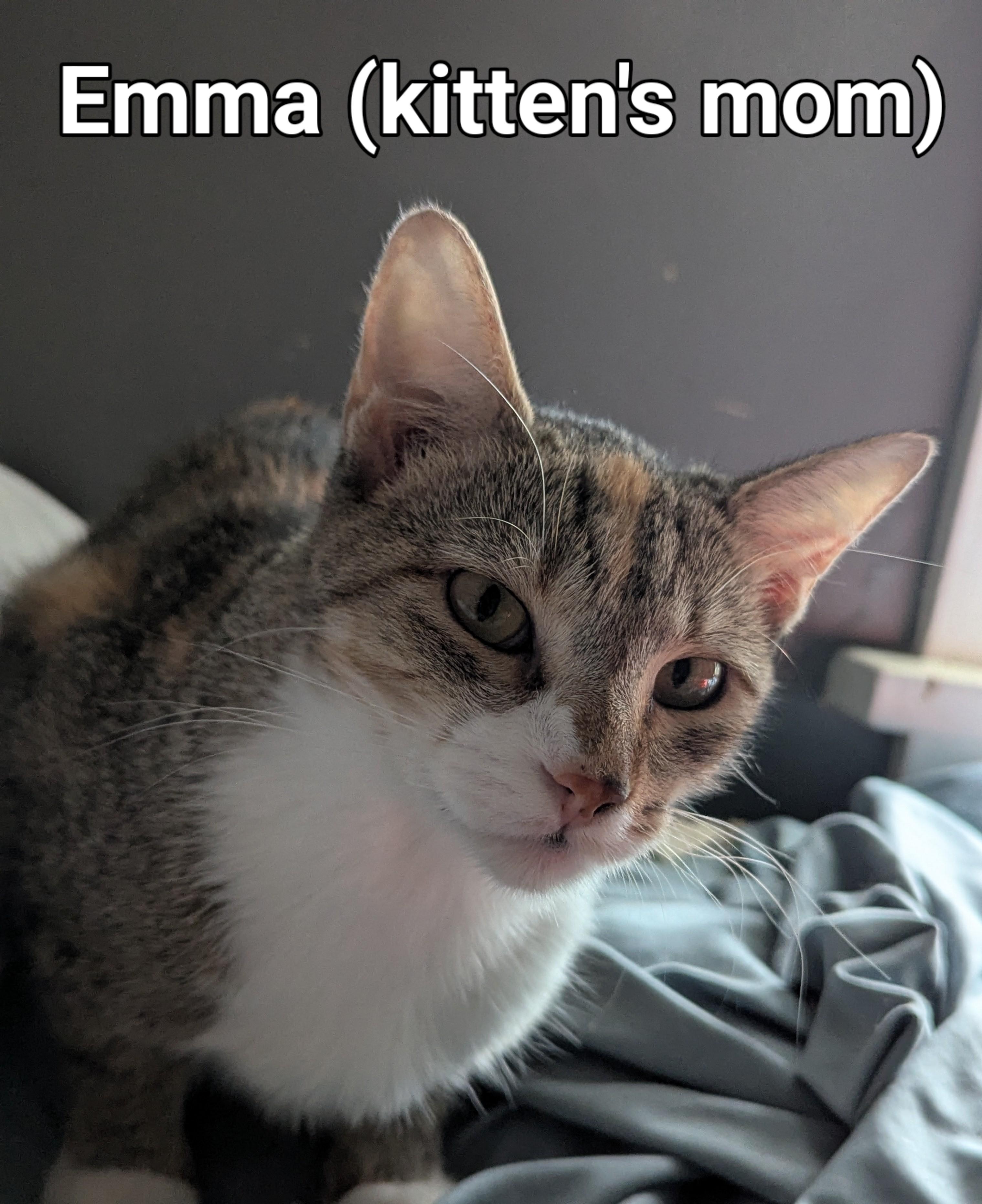 Emma, a Adoptable Domestic Short Hair in Lincoln, NE image 1/2