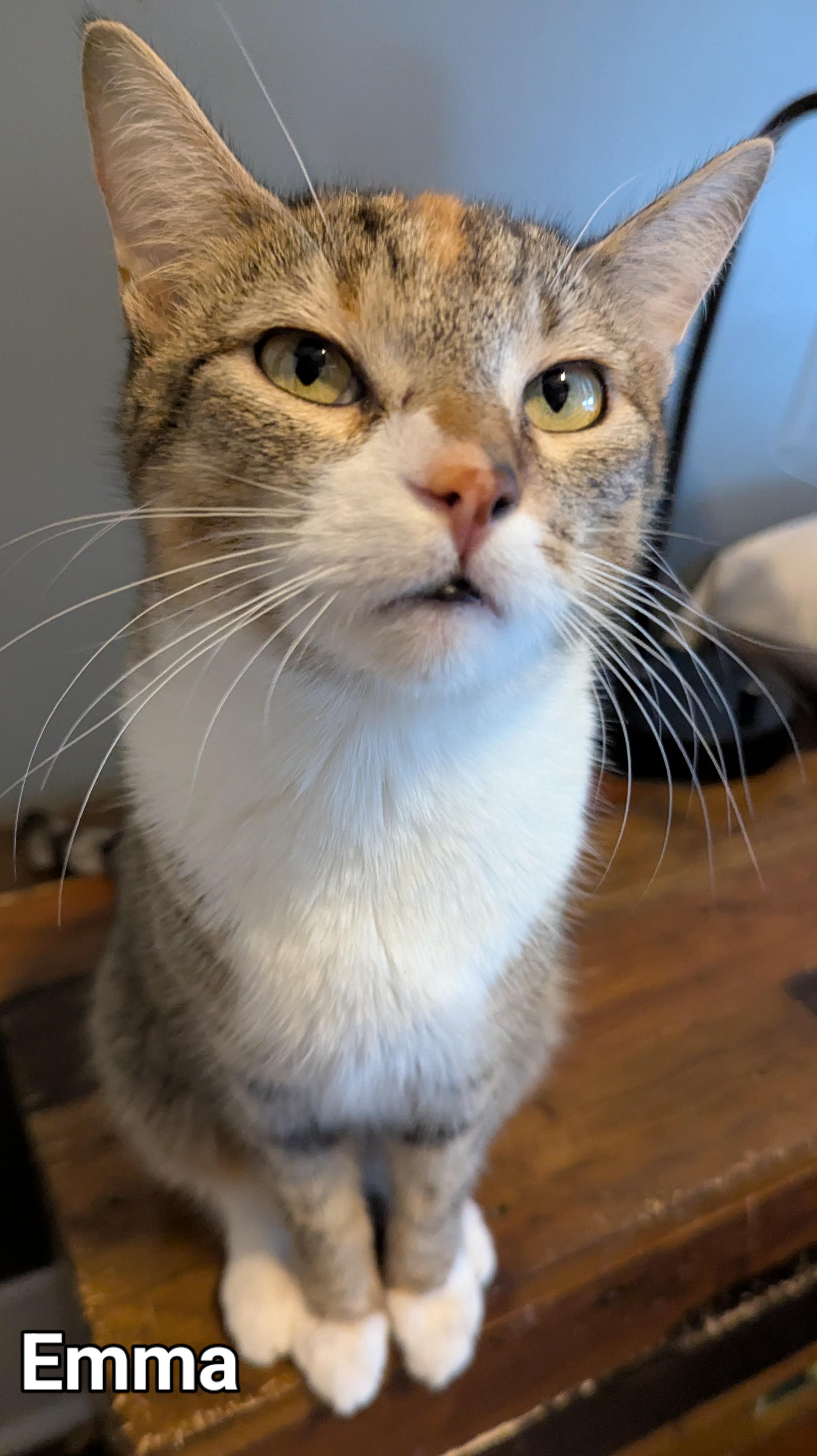 Emma, a Adoptable Domestic Short Hair in Lincoln, NE image 2/2