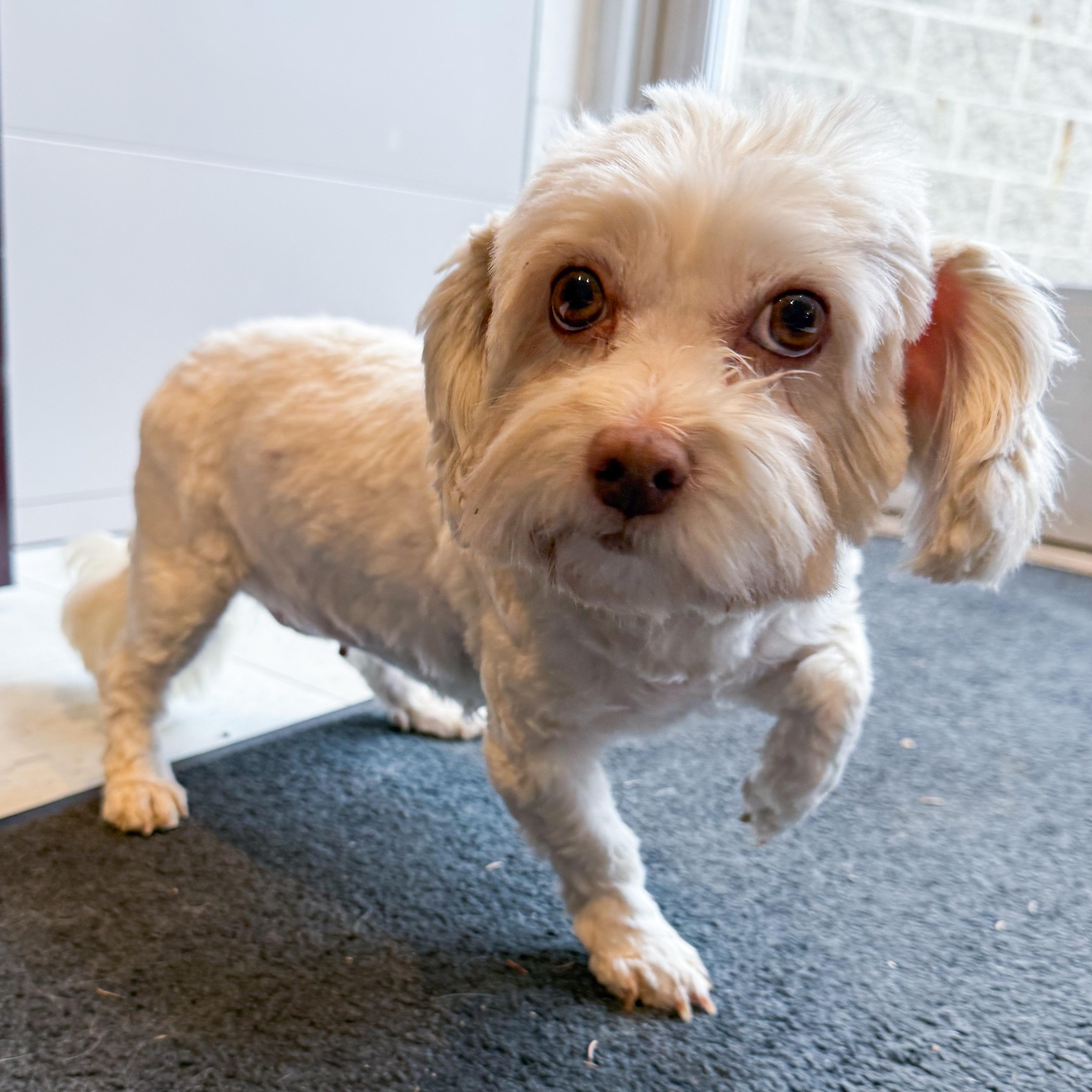 Geneva, adoptable, Adult Female Bichon Frise.