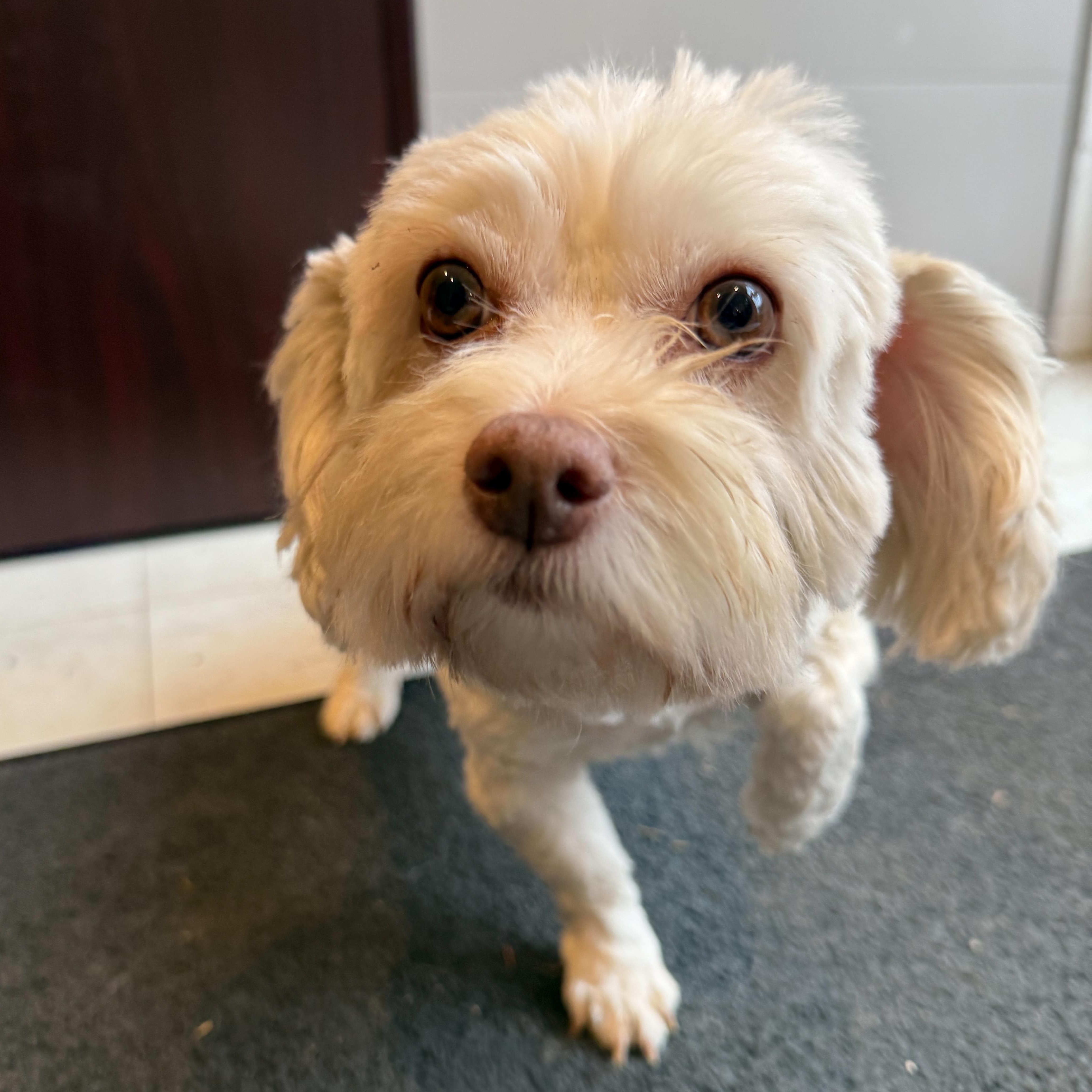 Enlarge Geneva, an adoptable mixed breed in Latrobe, PA image 3/6