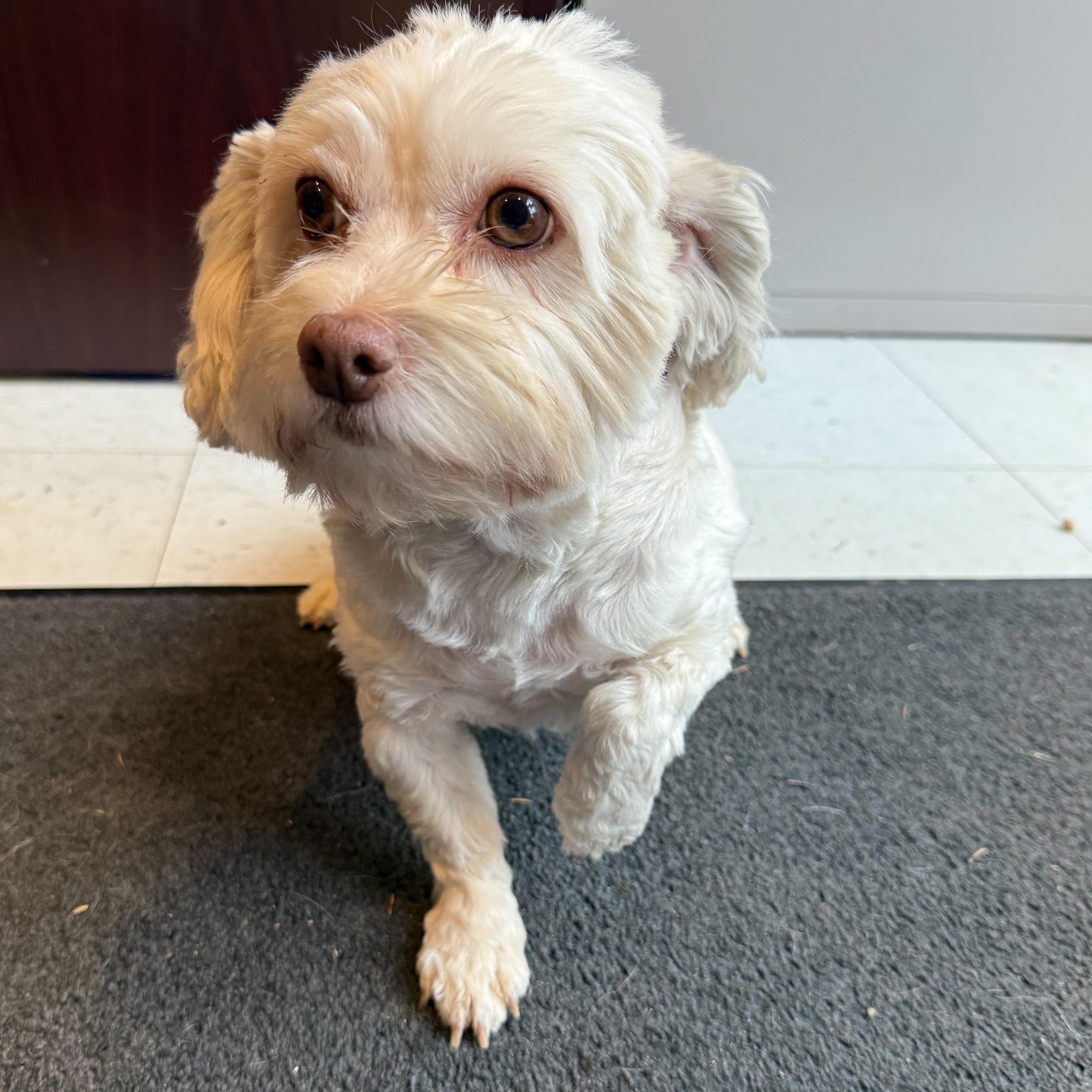 Enlarge Geneva, an adoptable mixed breed in Latrobe, PA image 2/6