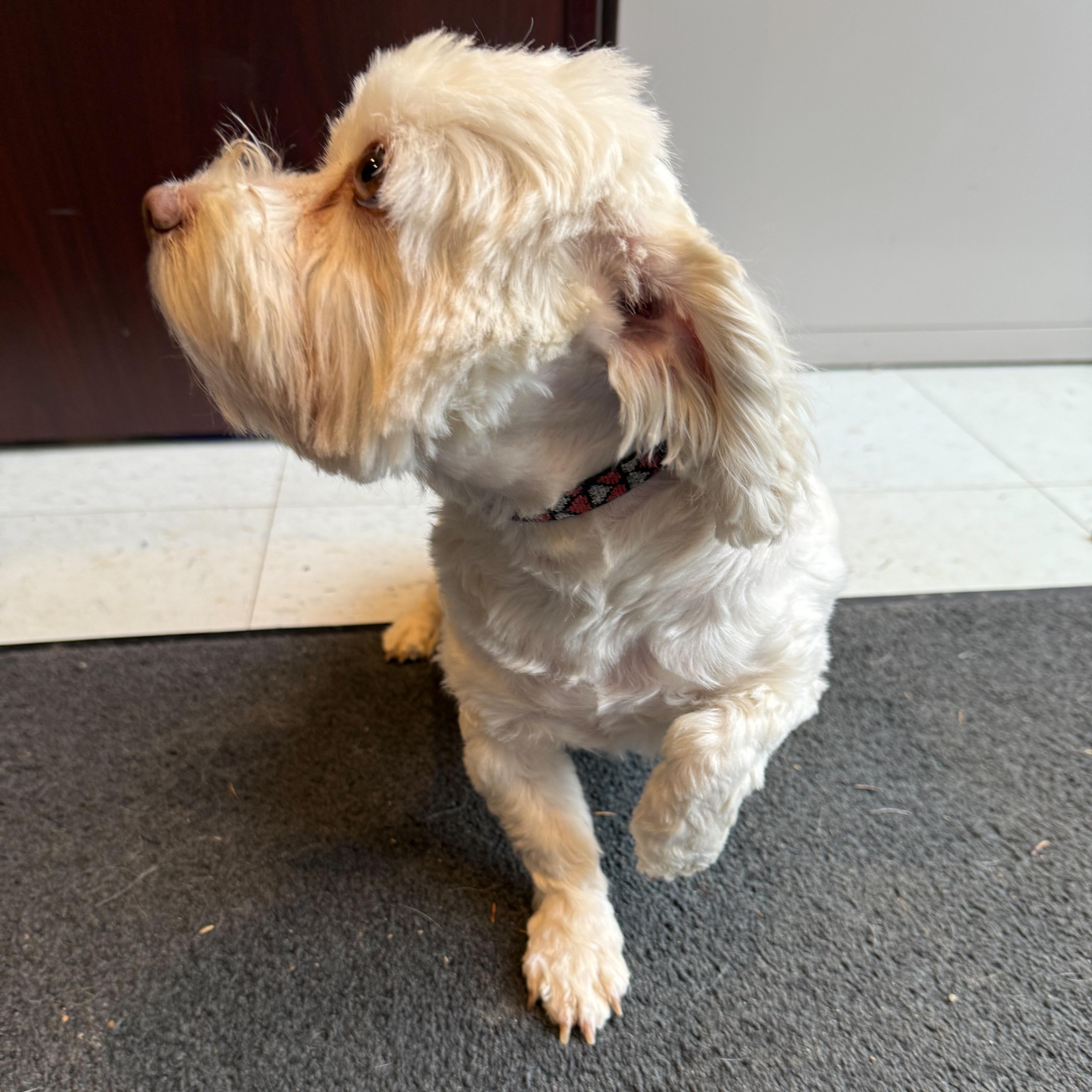 Enlarge Geneva, an adoptable mixed breed in Latrobe, PA image 4/6