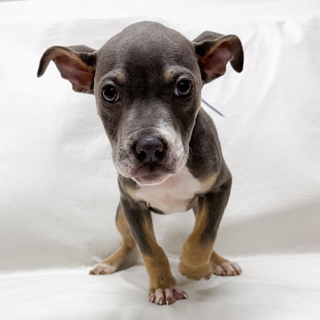 266 (2026) Baby Ruth, Adoptable, Puppy Female Pit Bull Terrier.