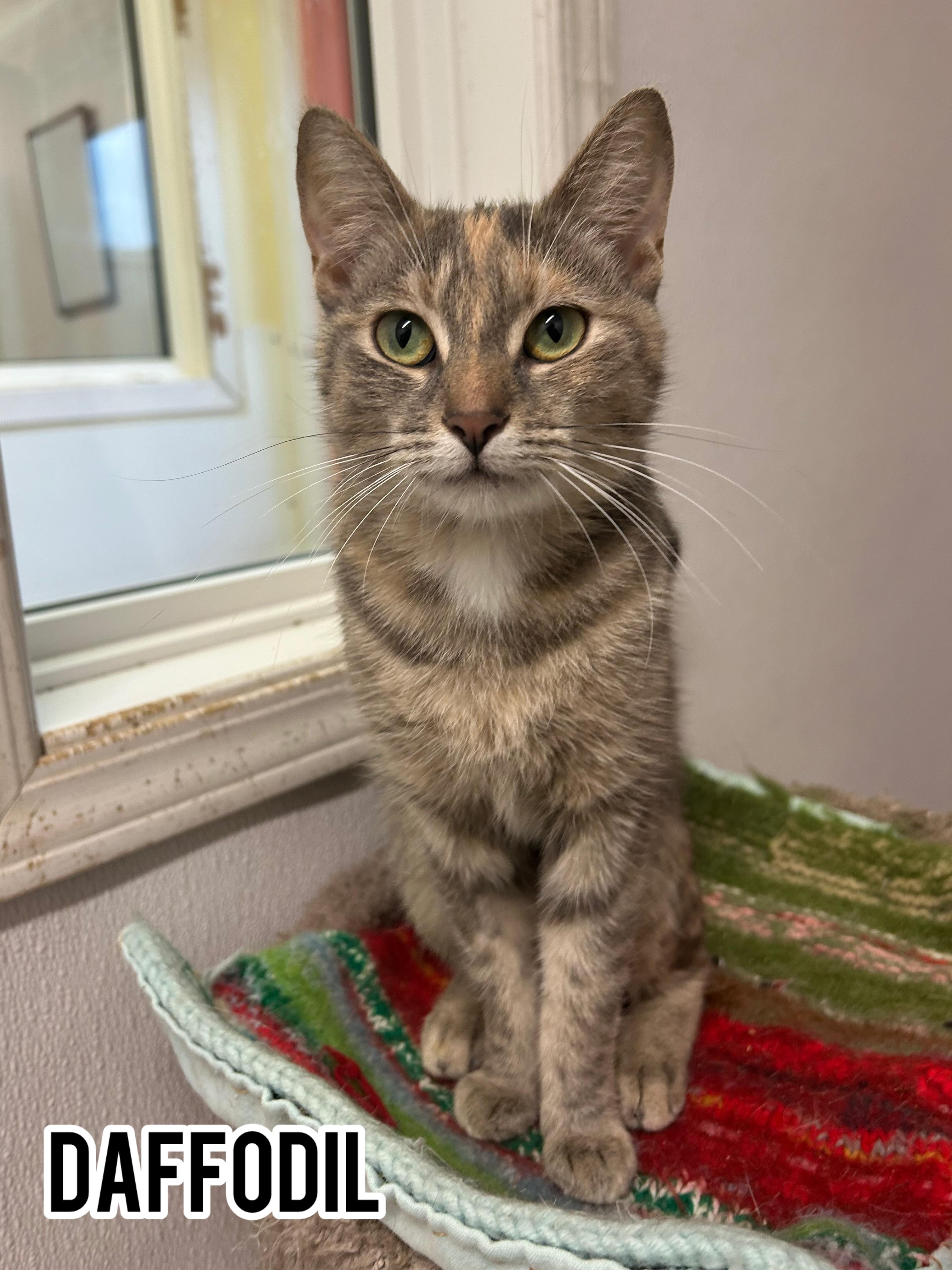 Daffodil, Adopted, Young Female Domestic Short Hair.