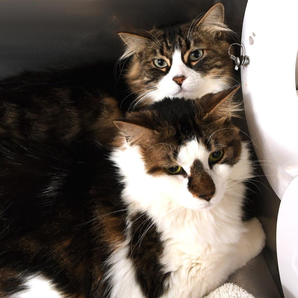 Claire, Adoptable, Adult Female Domestic Medium Hair.