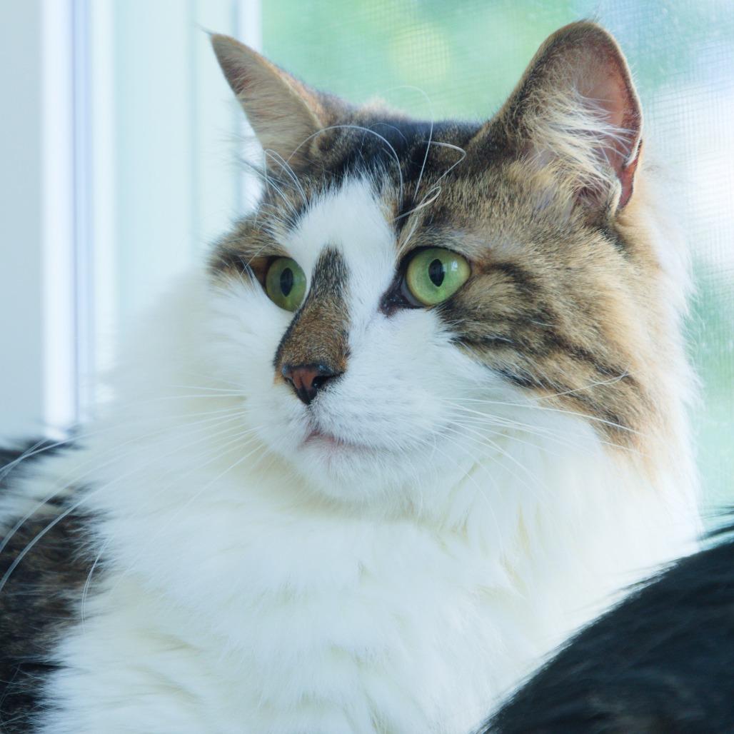 Enlarge Claire, a Adoptable Domestic Medium Hair in Natick, MA image 2/6