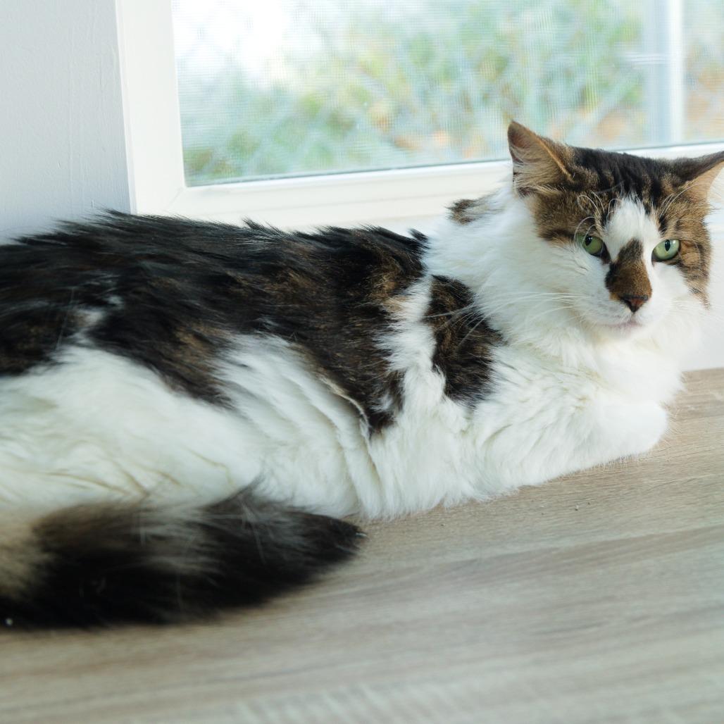 Enlarge Claire, a Adoptable Domestic Medium Hair in Natick, MA image 3/6