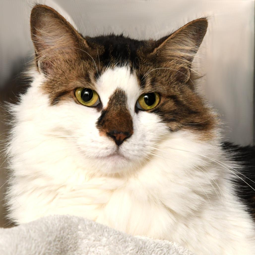 Claire, a Adoptable Domestic Medium Hair in Natick, MA image 2/3