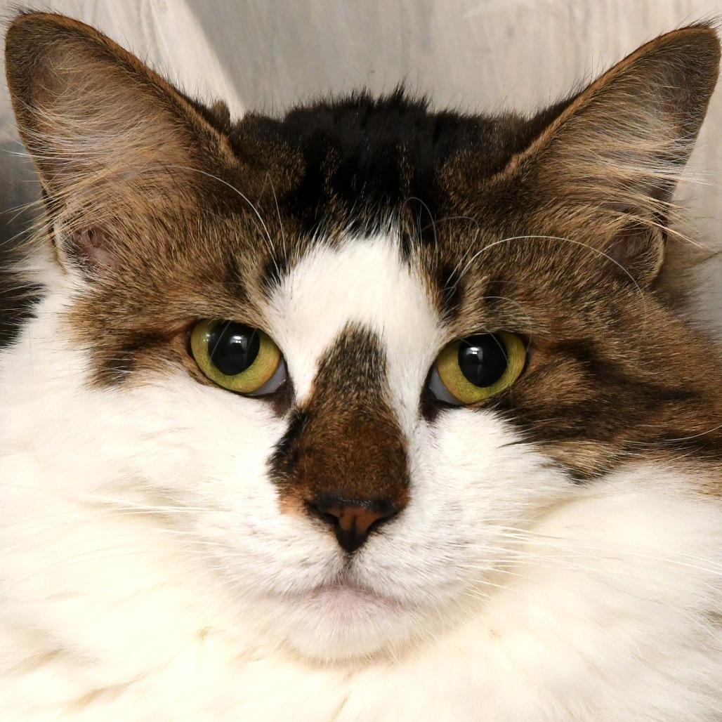 Claire, a Adoptable Domestic Medium Hair in Natick, MA image 3/3
