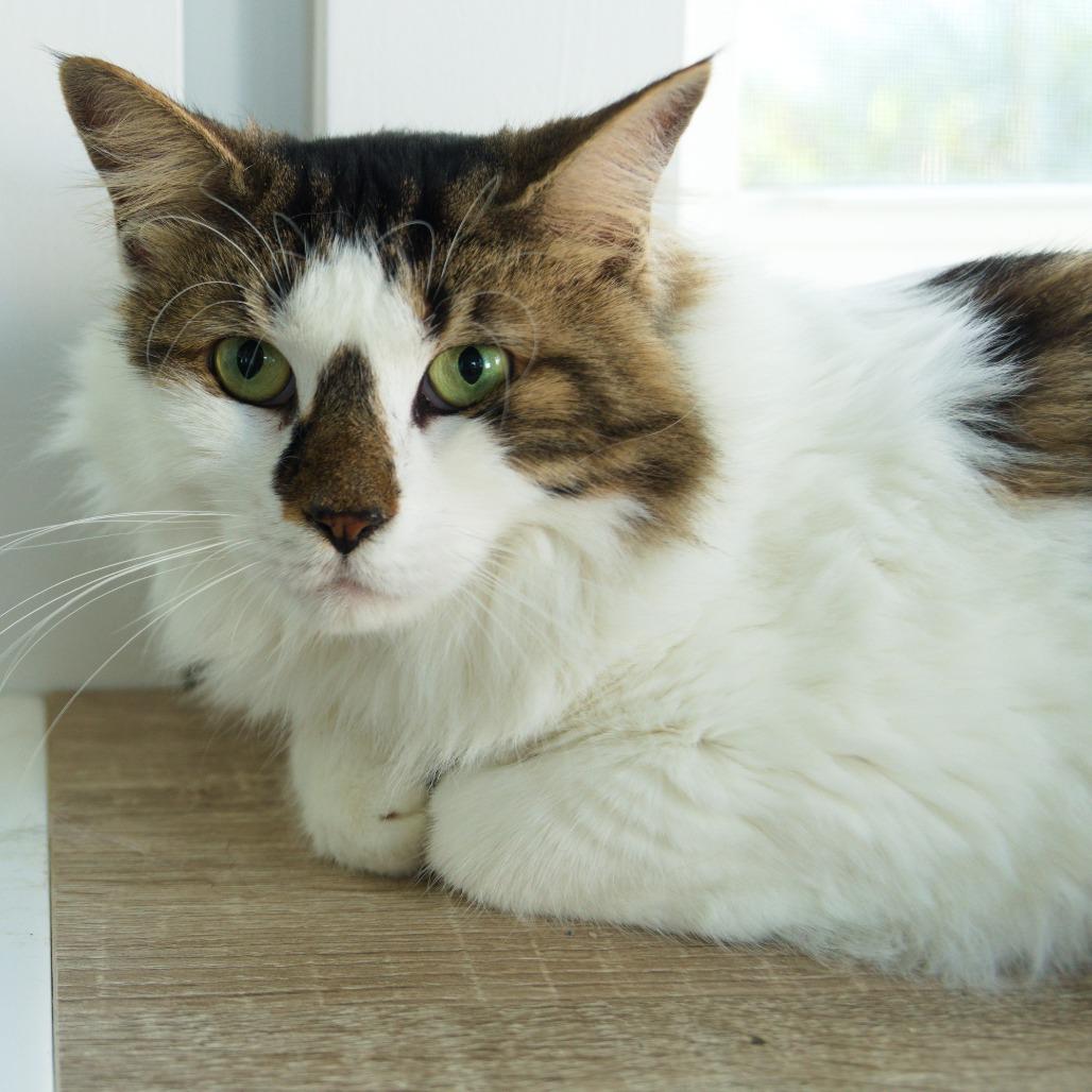Enlarge Claire, a Adoptable Domestic Medium Hair in Natick, MA image 1/6