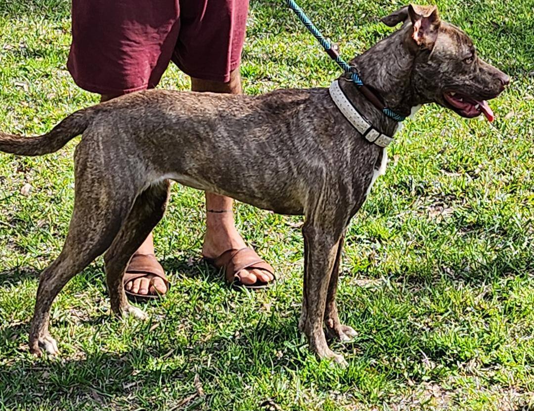 Enlarge Vanjie, a Adopted mixed breed in Ridgefield, NJ image 1/5