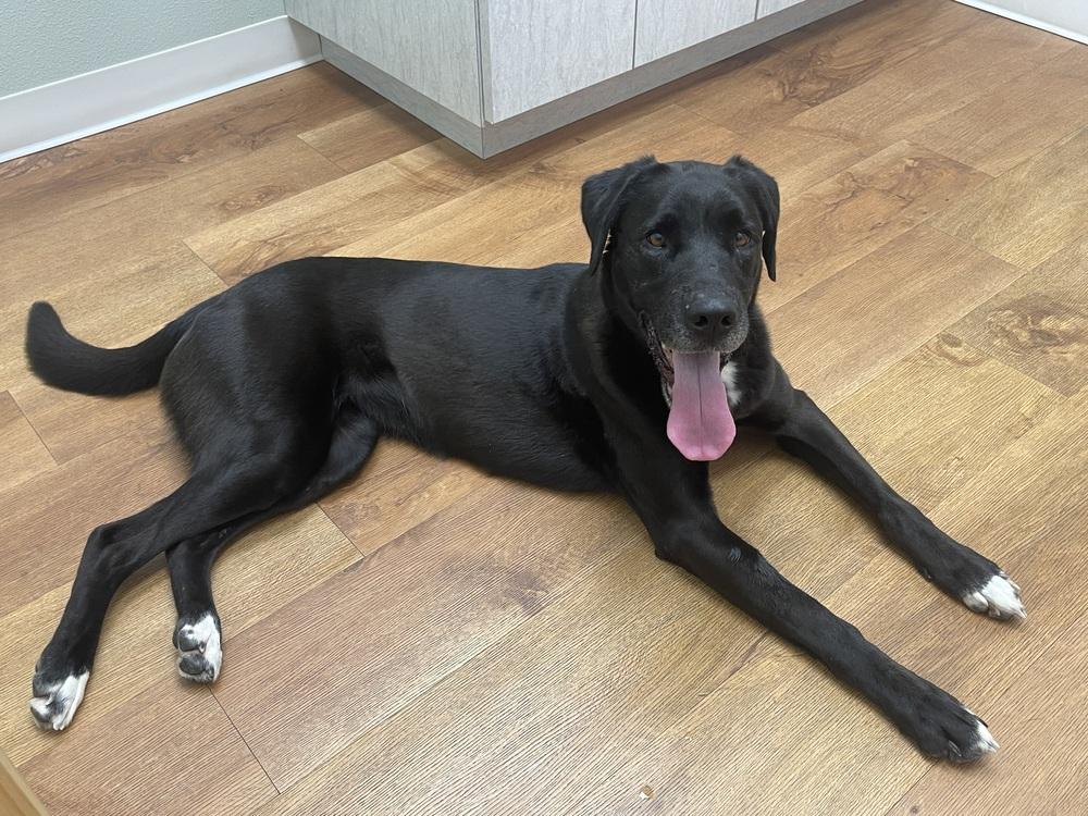 Enlarge Chanfe / Leda, a Adoptable mixed breed in Broomfield, CO image 1/3