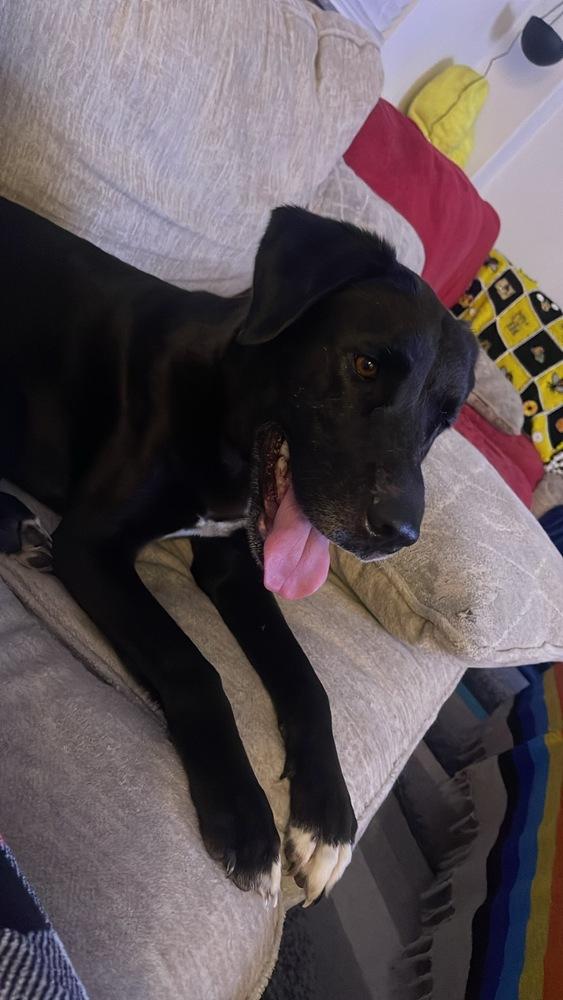 Enlarge Chanfe / Leda, a Adoptable mixed breed in Broomfield, CO image 2/3