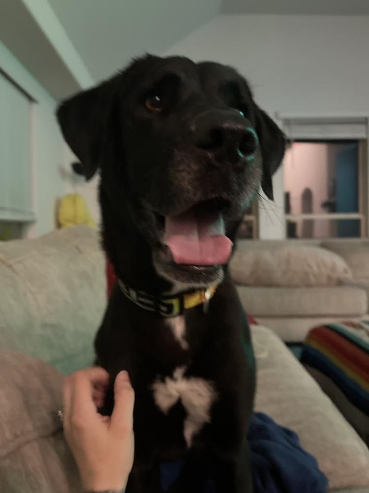 Enlarge Chanfe / Leda, a Adoptable mixed breed in Broomfield, CO image 3/3