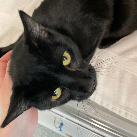 Salamander, a Adoptable Domestic Short Hair in Enfield, NH image 1/2