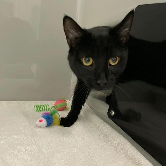 Salamander, a Adoptable Domestic Short Hair in Enfield, NH image 2/2