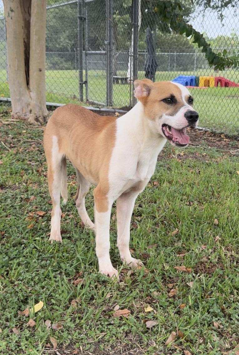 Enlarge Louie, a ADOPTABLE mixed breed in Friendswood, TX image 1/2