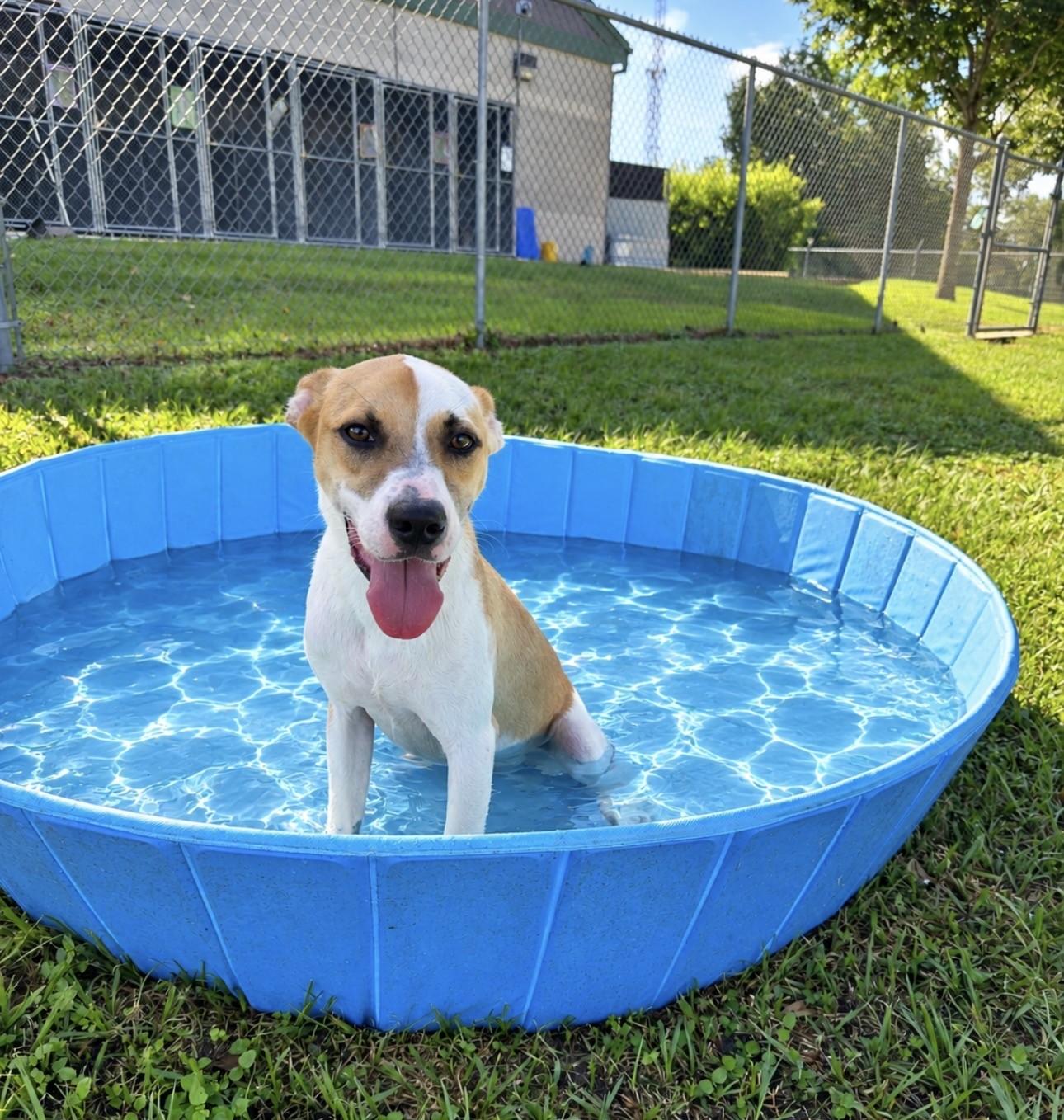 Louie, Adoptable, Young Male Terrier.