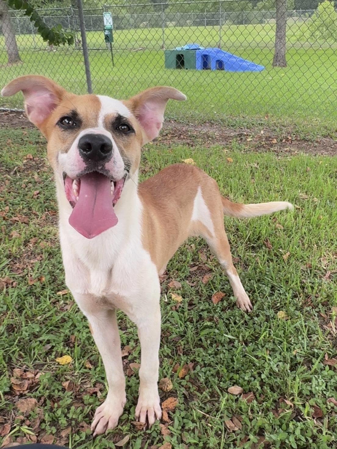 Enlarge Louie, a ADOPTABLE mixed breed in Friendswood, TX image 2/2