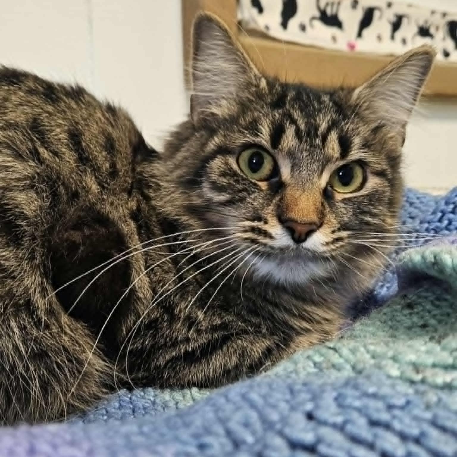 Minerva, Young Female Domestic Medium Hair
