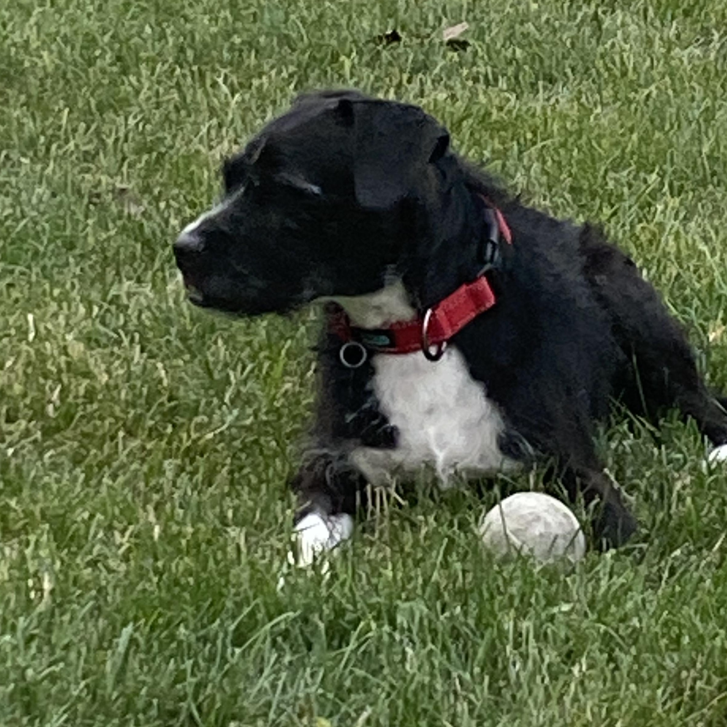 Oakley, a Adoptable mixed breed in Livonia, MI image 5/6