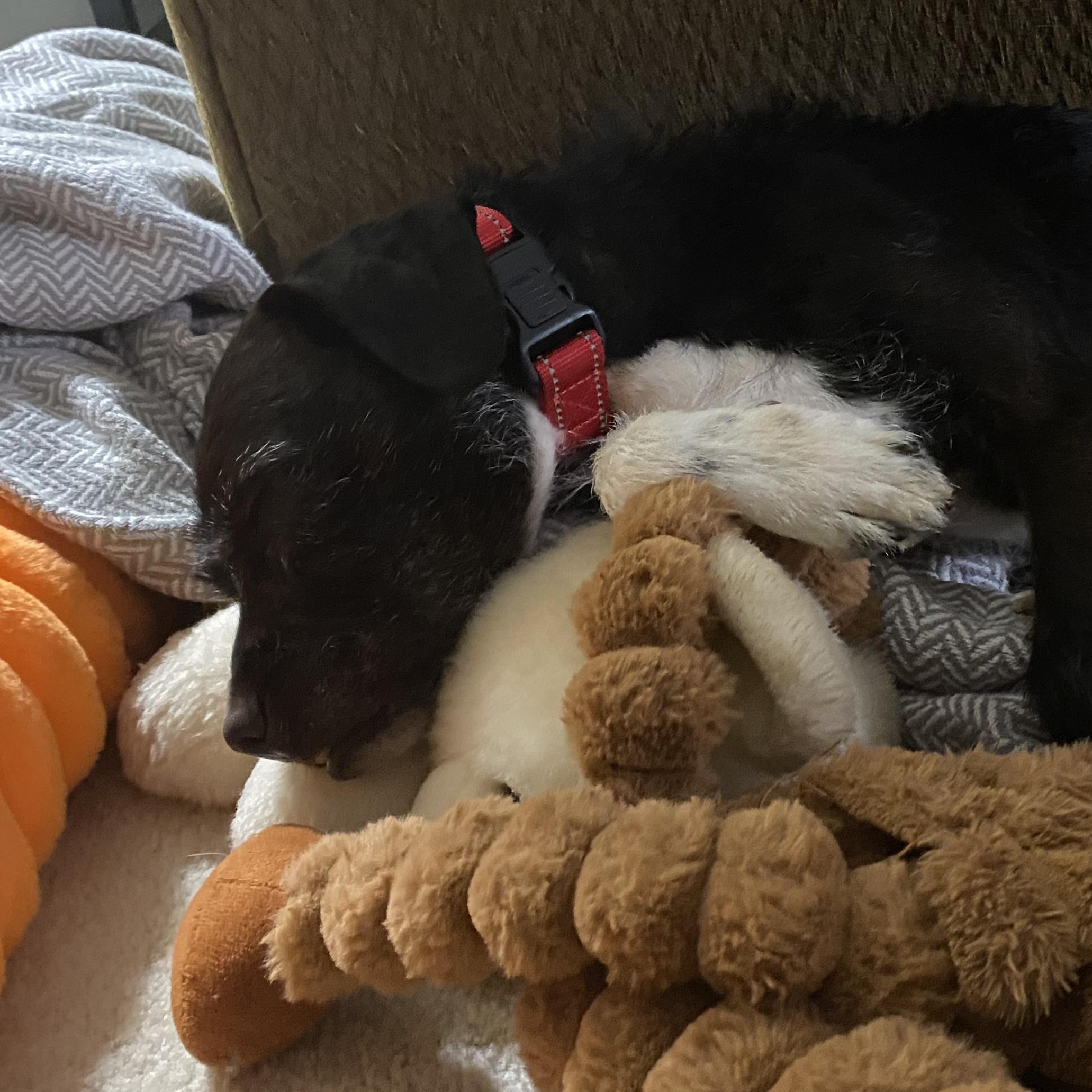 Oakley, a Adoptable mixed breed in Livonia, MI image 3/6