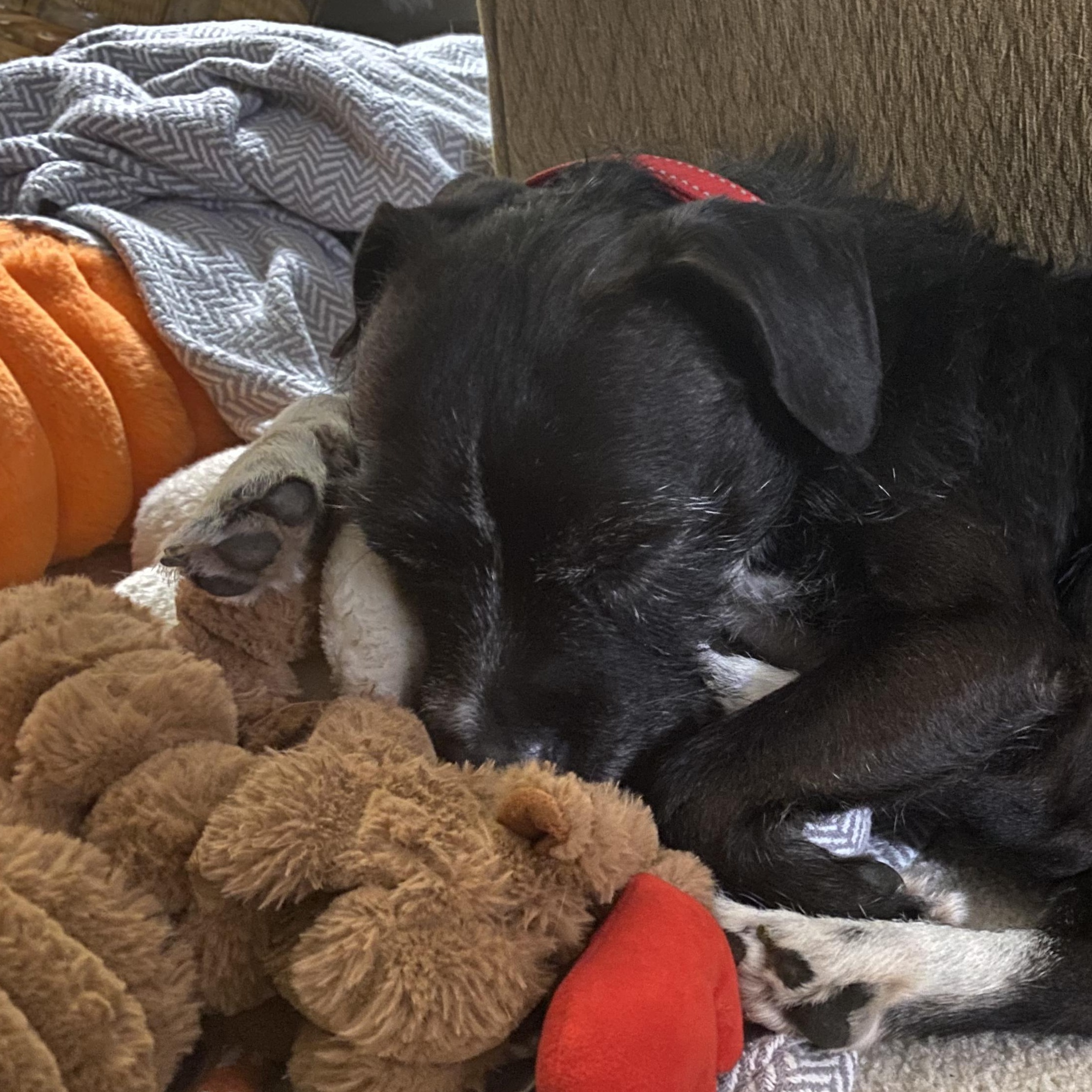 Oakley, a Adoptable mixed breed in Livonia, MI image 4/6