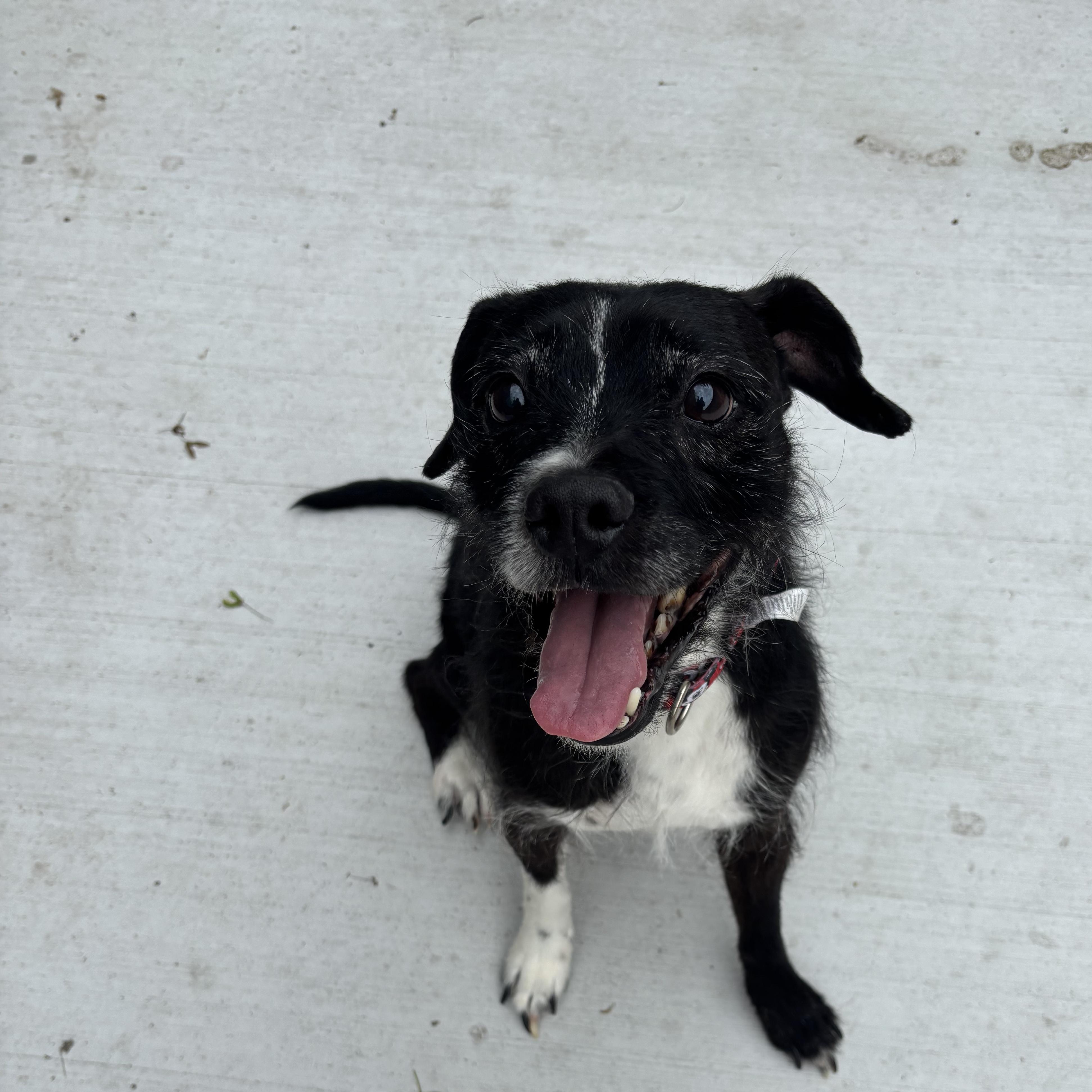 Oakley, a Adoptable mixed breed in Livonia, MI image 2/6