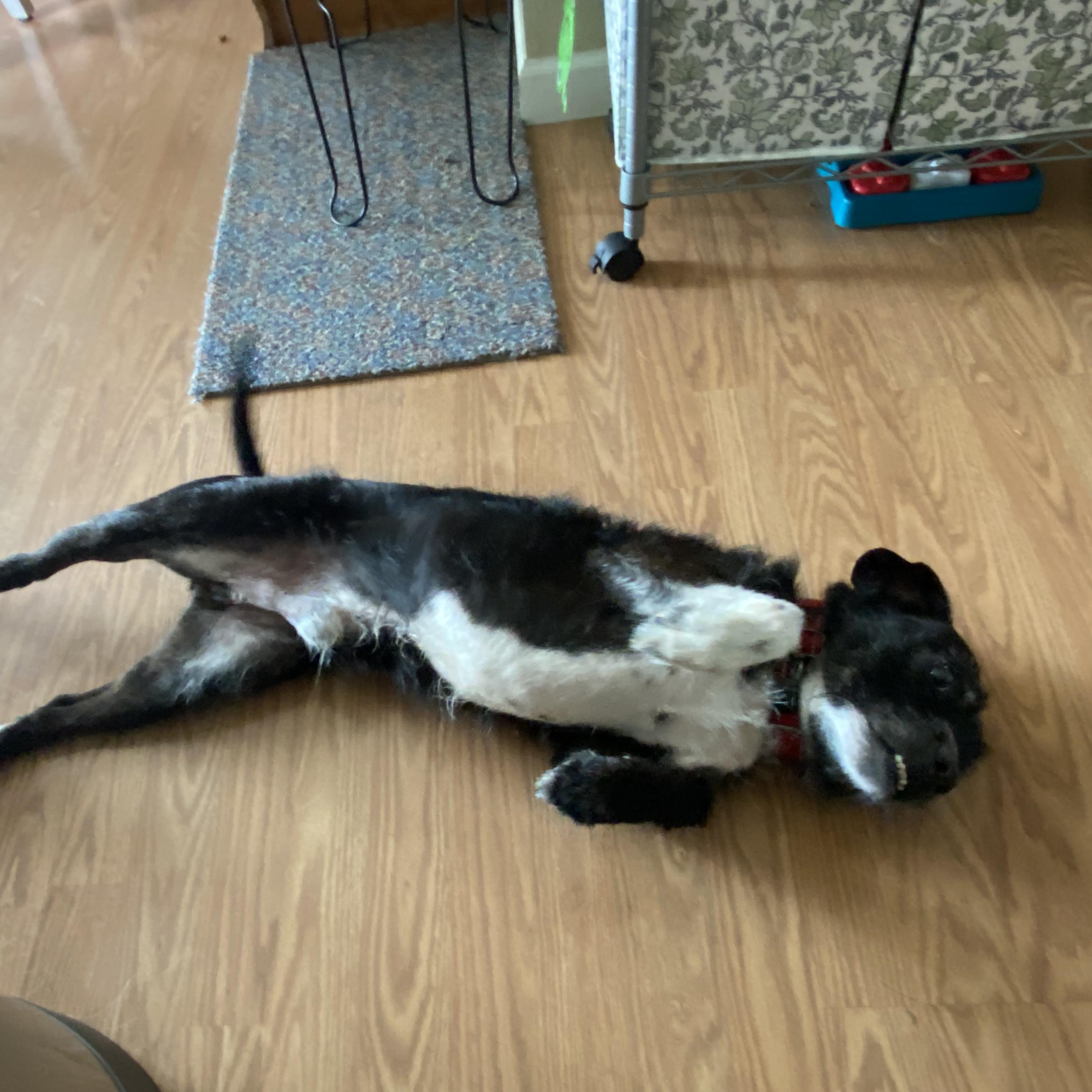 Oakley, a Adoptable mixed breed in Livonia, MI image 6/6