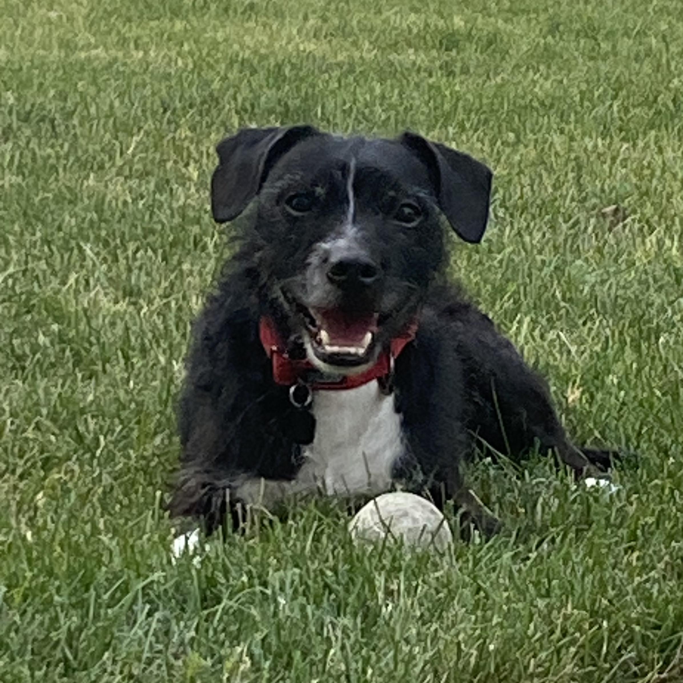 Oakley, Adoptable, Adult Male Wirehaired Terrier & Terrier.