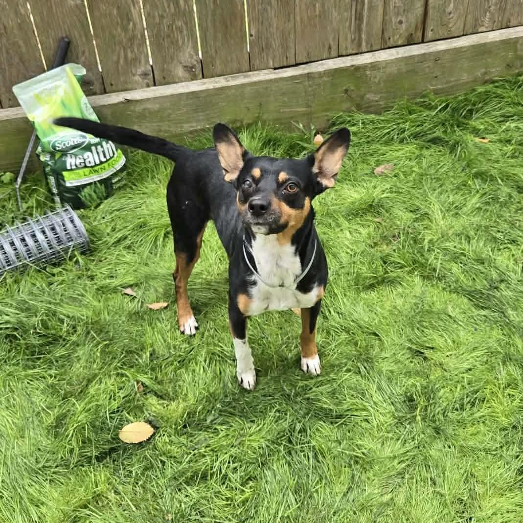 Enlarge Ziggy, a ADOPTABLE mixed breed in Boulder, CO image 4/6