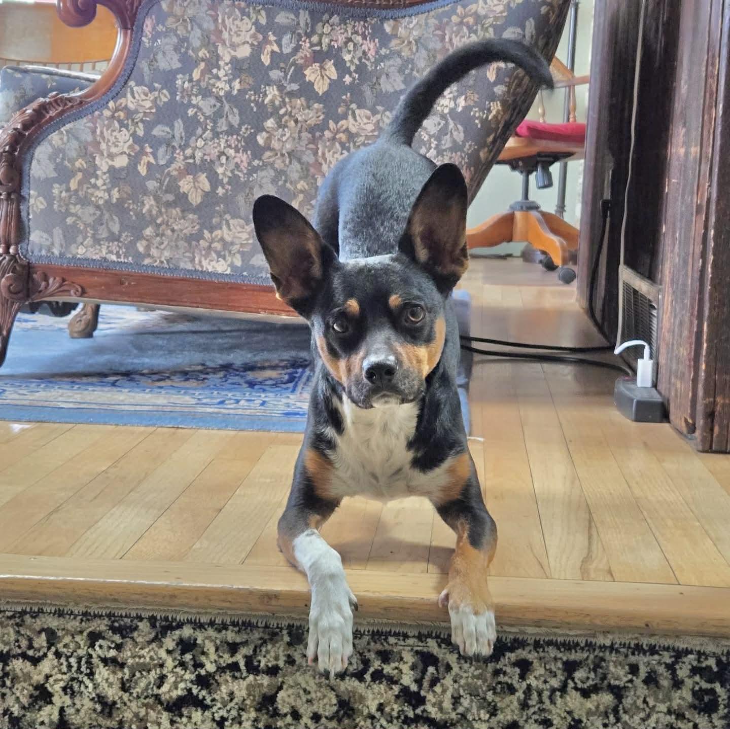 Ziggy, ADOPTABLE, Young Male Rat Terrier & Cattle Dog.