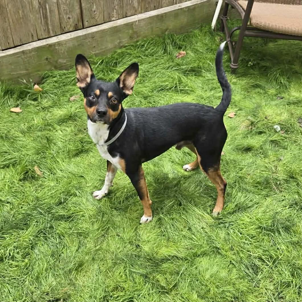 Enlarge Ziggy, a ADOPTABLE mixed breed in Boulder, CO image 5/6