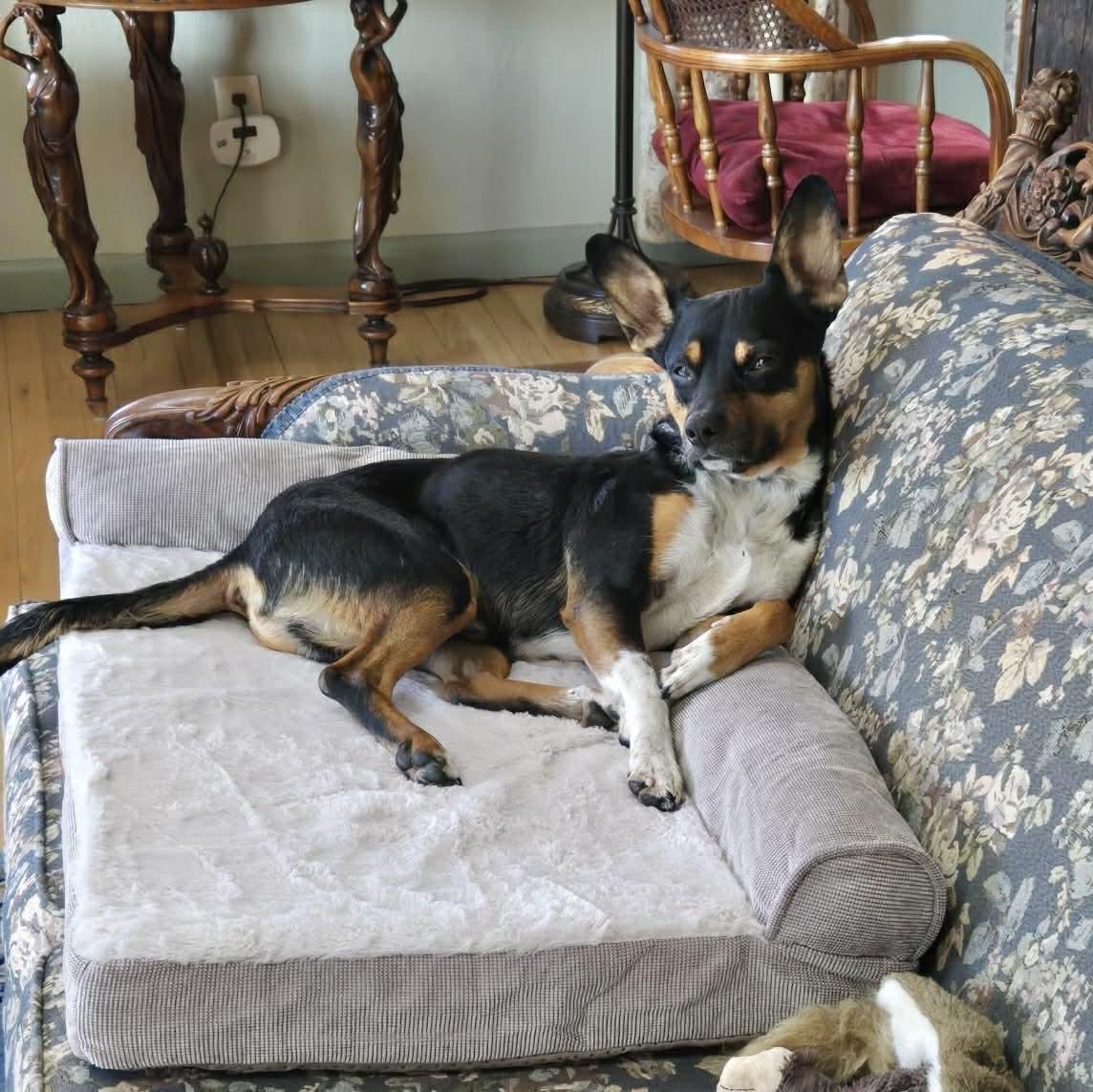 Enlarge Ziggy, a ADOPTABLE mixed breed in Boulder, CO image 3/6