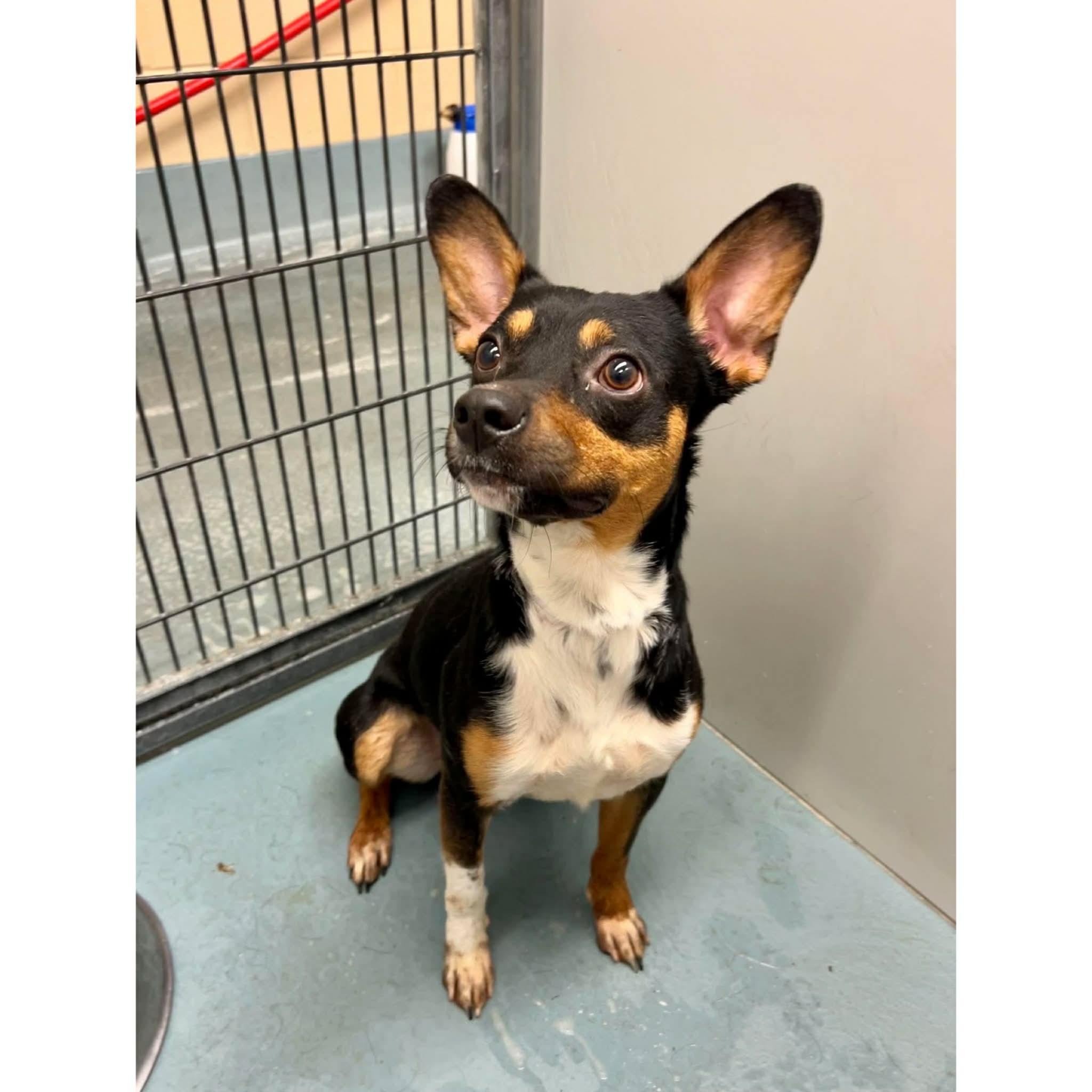 Enlarge Ziggy, a ADOPTABLE mixed breed in Boulder, CO image 6/6