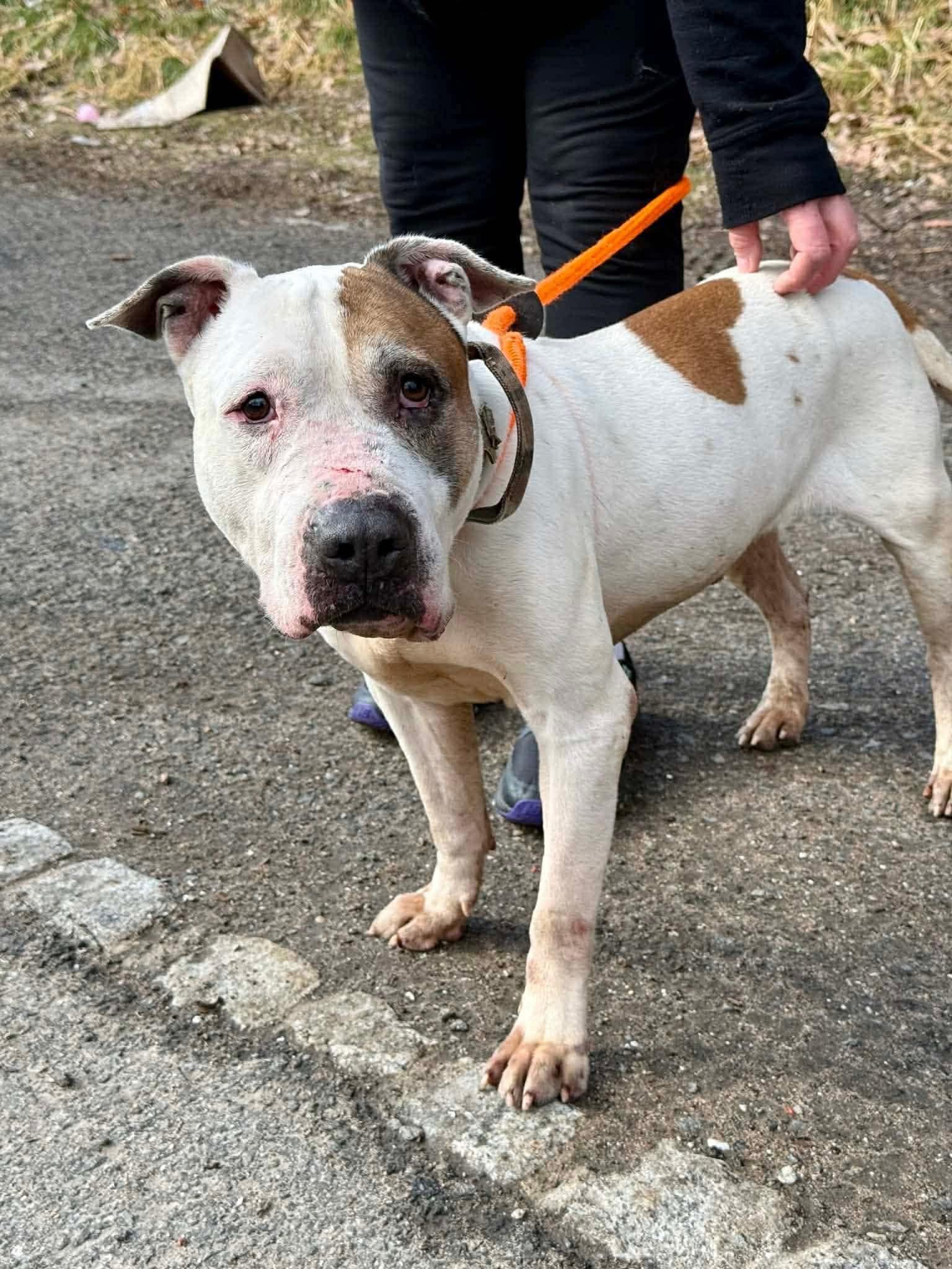 Enlarge Dusty, a ADOPTABLE mixed breed in Jackson , NJ image 2/3