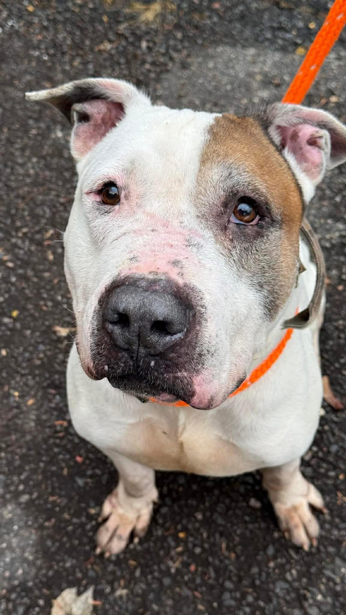 Enlarge Dusty, a ADOPTABLE mixed breed in Jackson , NJ image 1/3