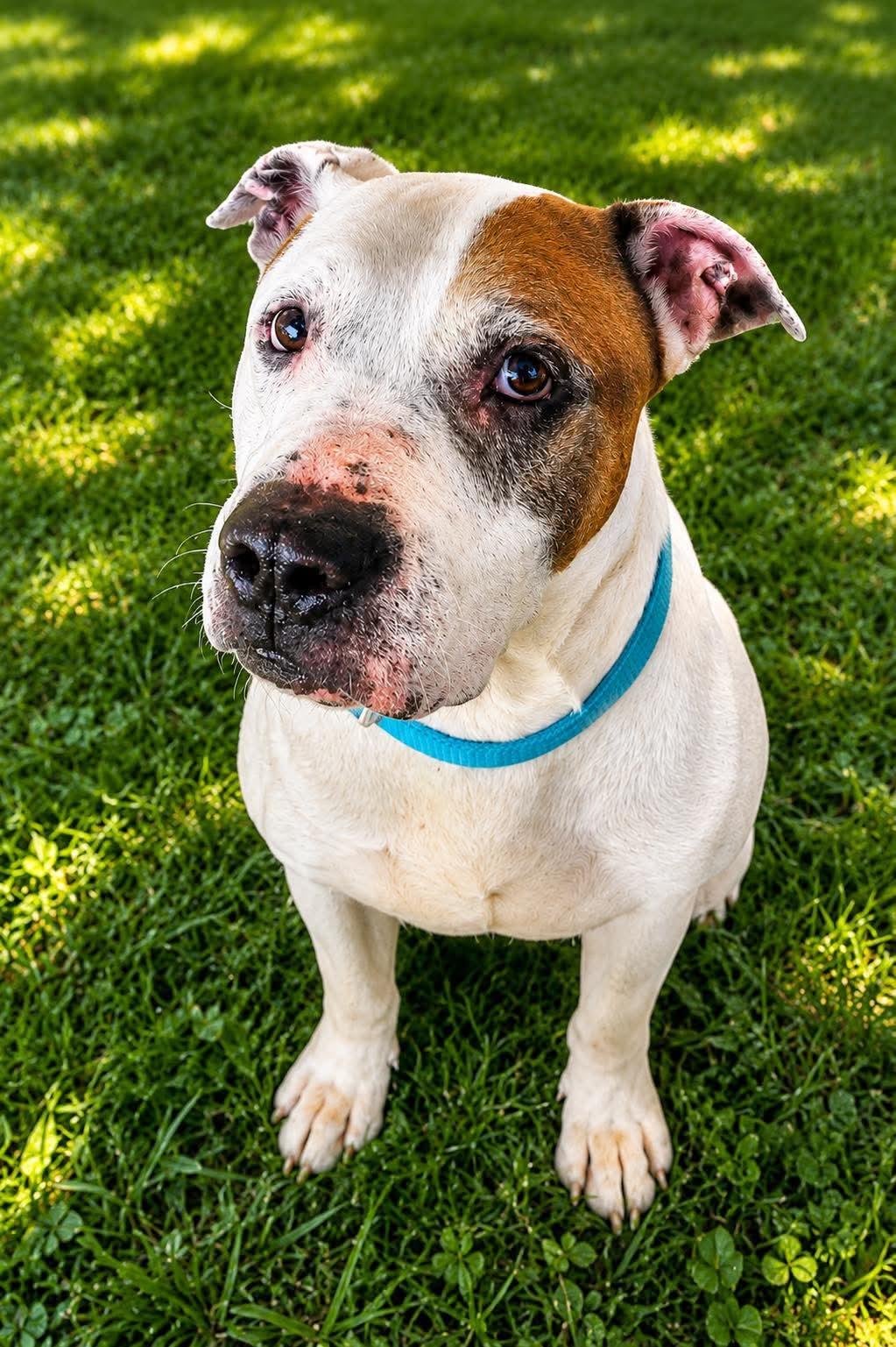 Enlarge Dusty, a ADOPTABLE mixed breed in Jackson , NJ image 1/4
