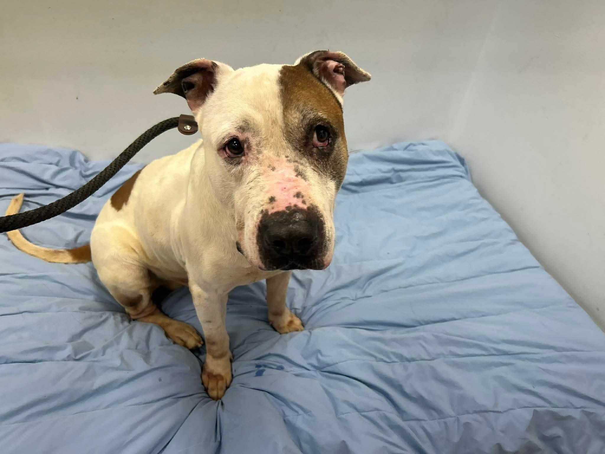 Enlarge Dusty, a ADOPTABLE mixed breed in Jackson , NJ image 3/3