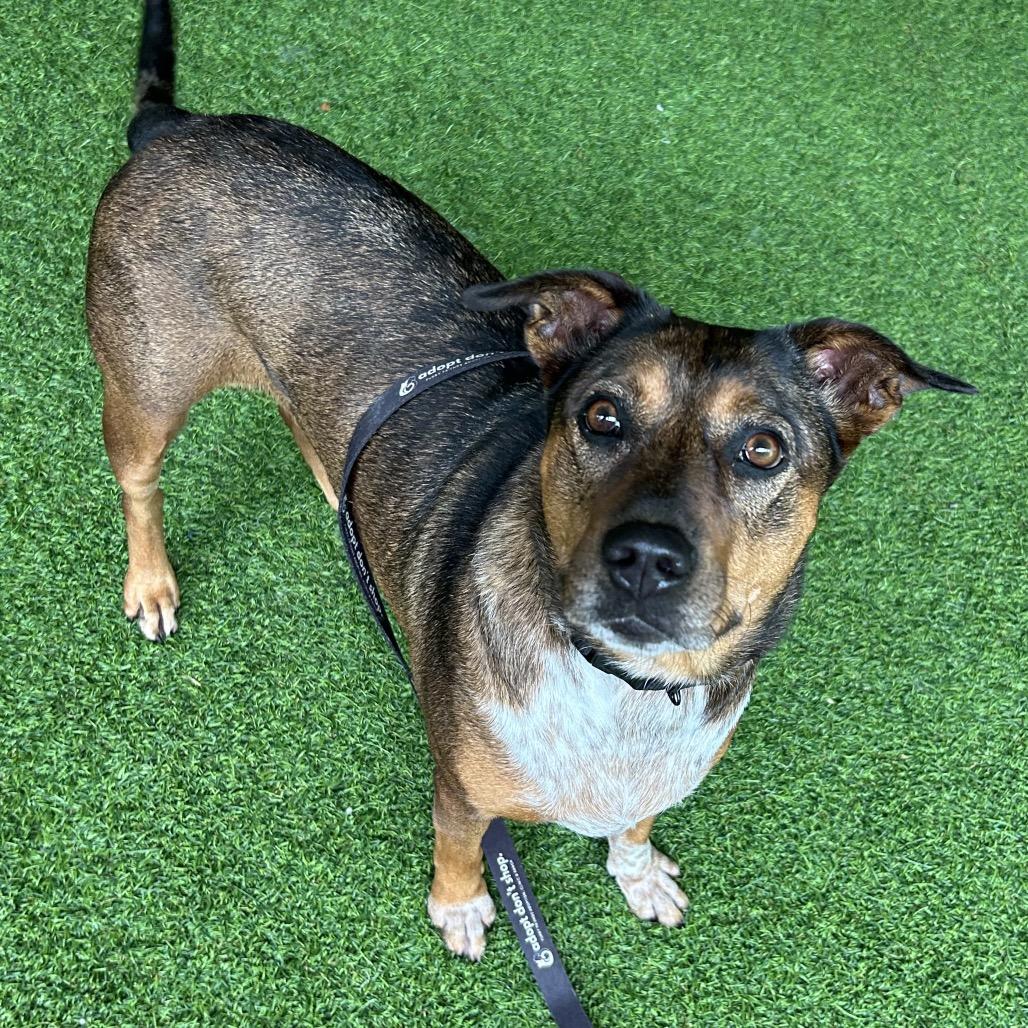 Tater, Adoptable, Adult Female Catahoula Leopard Dog & Mixed Breed.