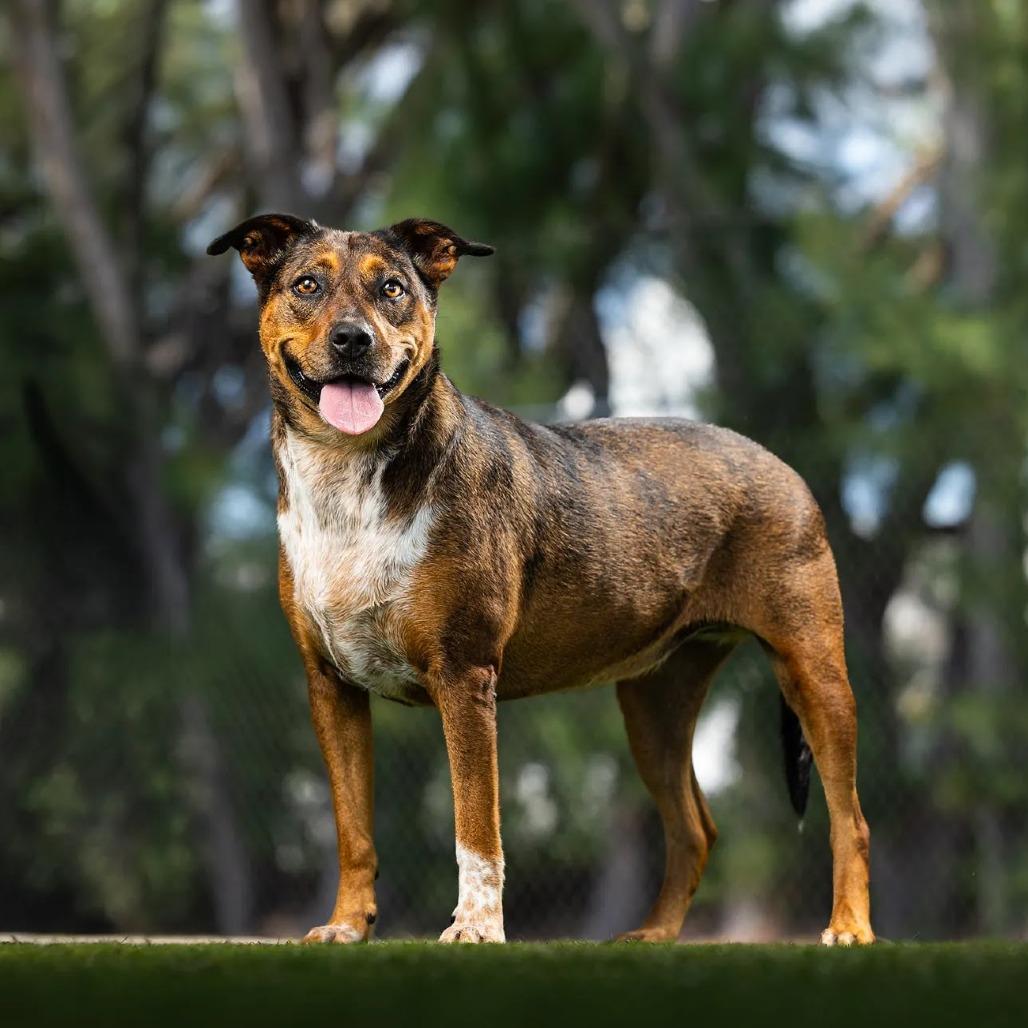 Enlarge Tater, a Adoptable mixed breed in Jupiter, FL image 2/5