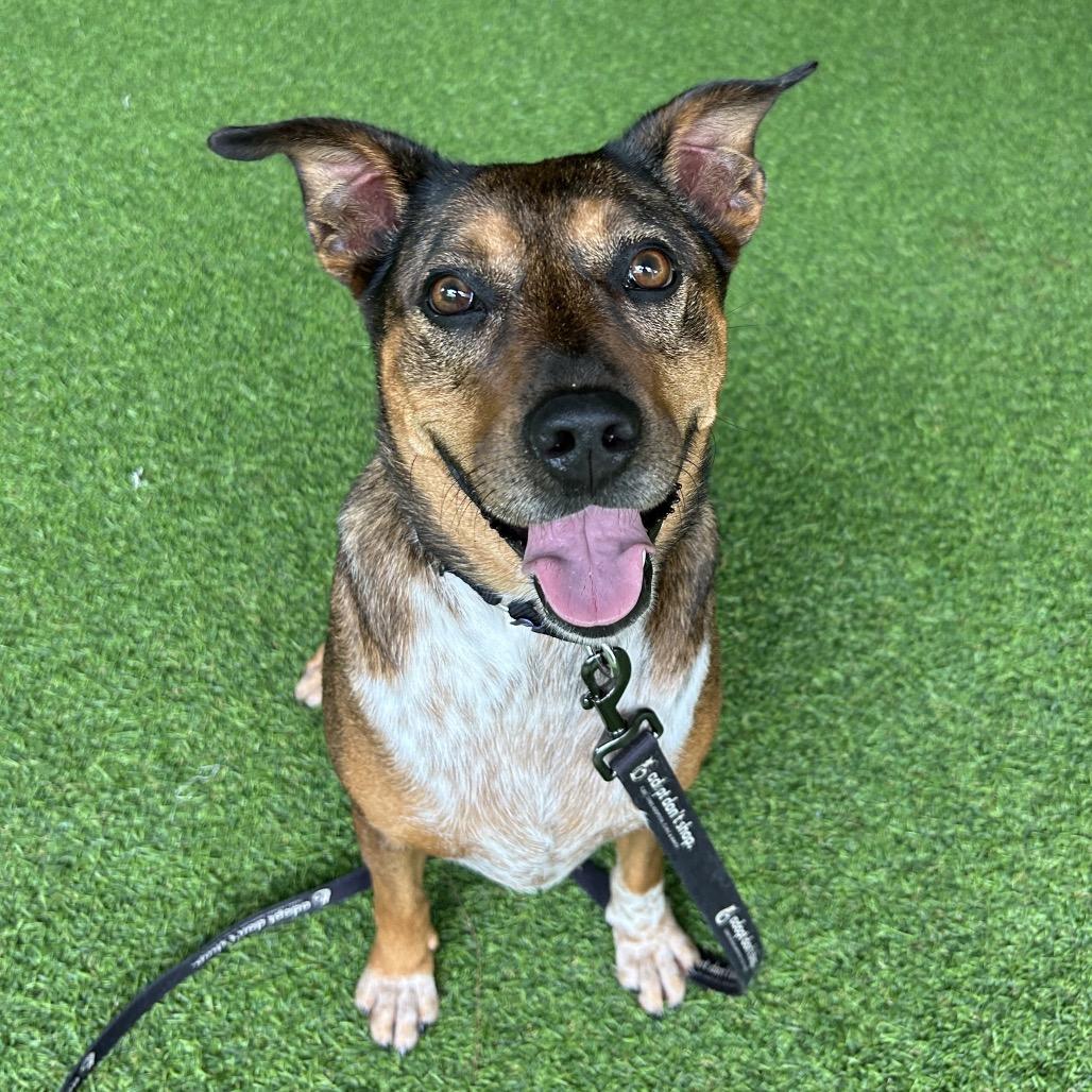 Enlarge Tater, a Adoptable mixed breed in Jupiter, FL image 3/5