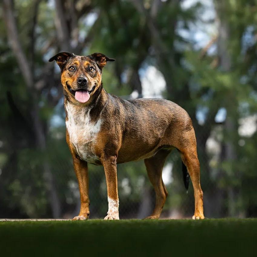 Enlarge Tater, a Adoptable mixed breed in Jupiter, FL image 4/5
