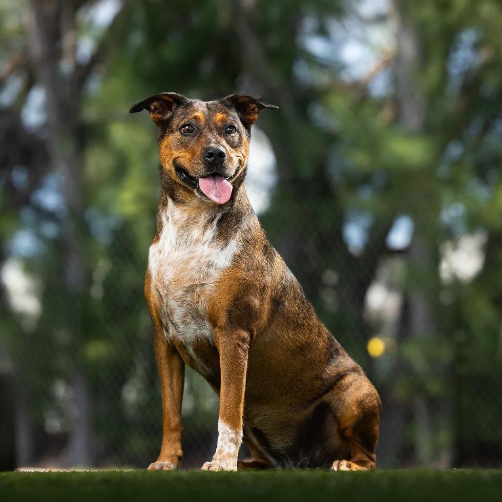Enlarge Tater, a Adoptable mixed breed in Jupiter, FL image 5/5