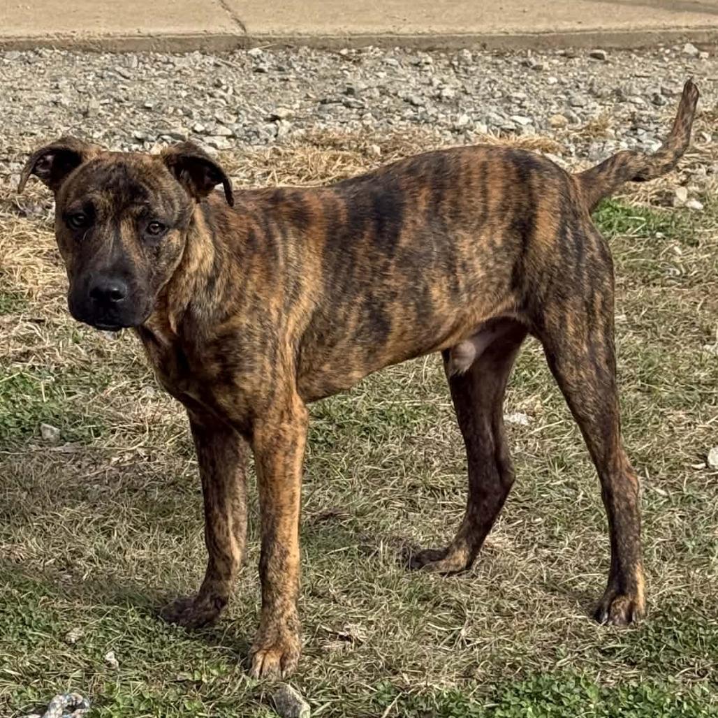 Mr. Hey, Adoptable, Young Male Mixed Breed & Mixed Breed.