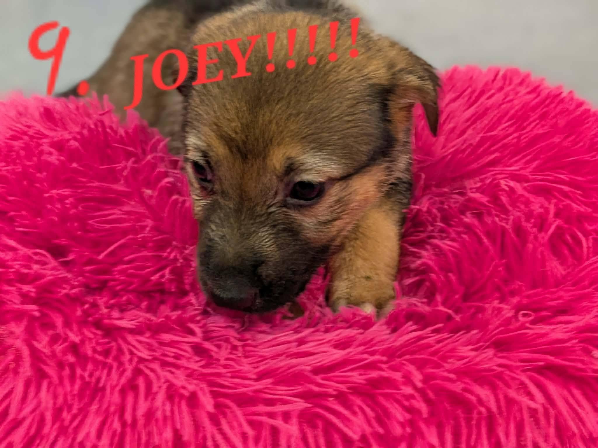 Enlarge Joey Girl, a Adoptable mixed breed in Ayden, NC image 2/3