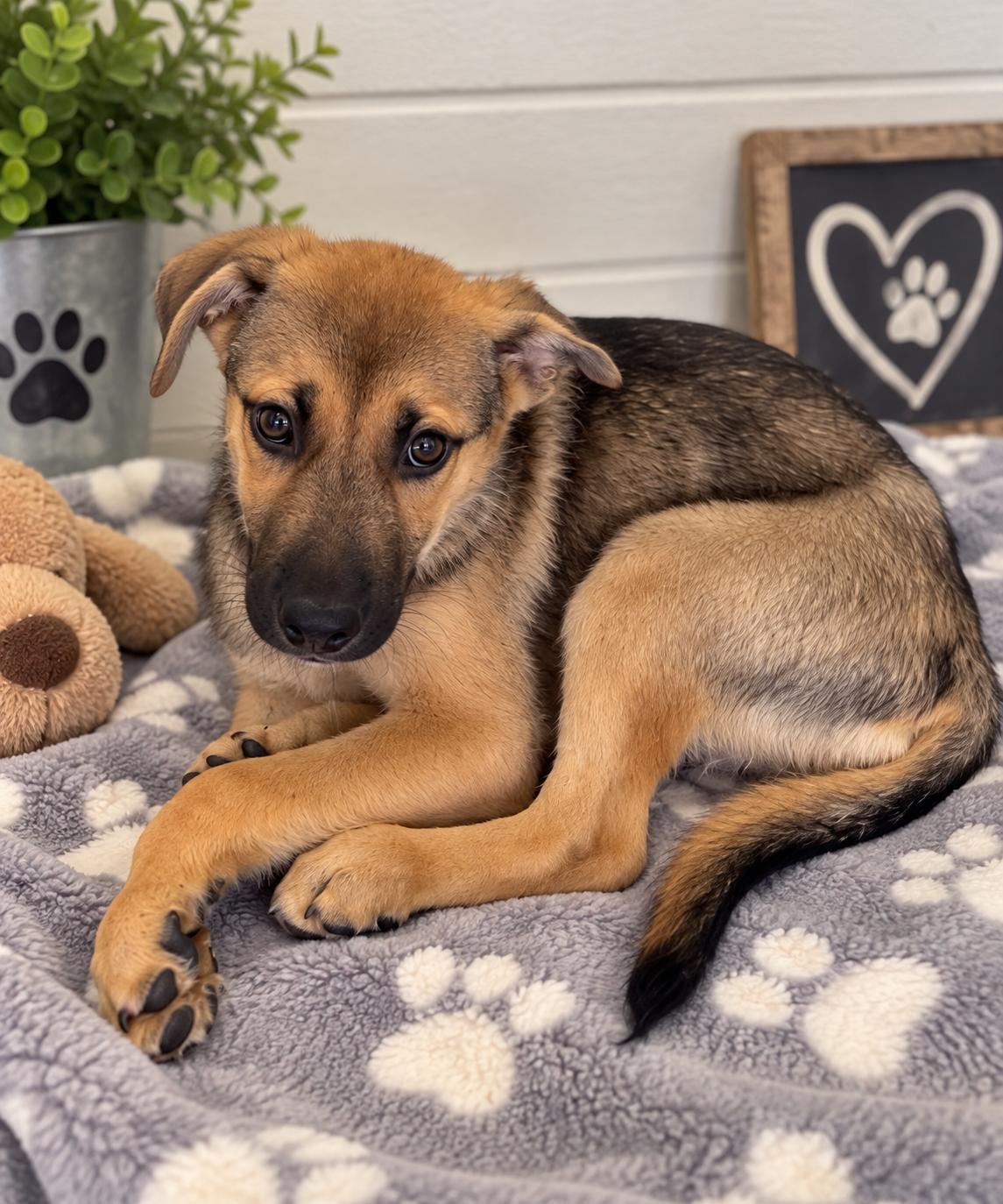 Enlarge Joey Girl, a Adoptable mixed breed in Ayden, NC image 1/3