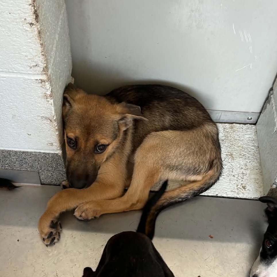 Enlarge Joey Girl, a Adoptable mixed breed in Ayden, NC image 3/3