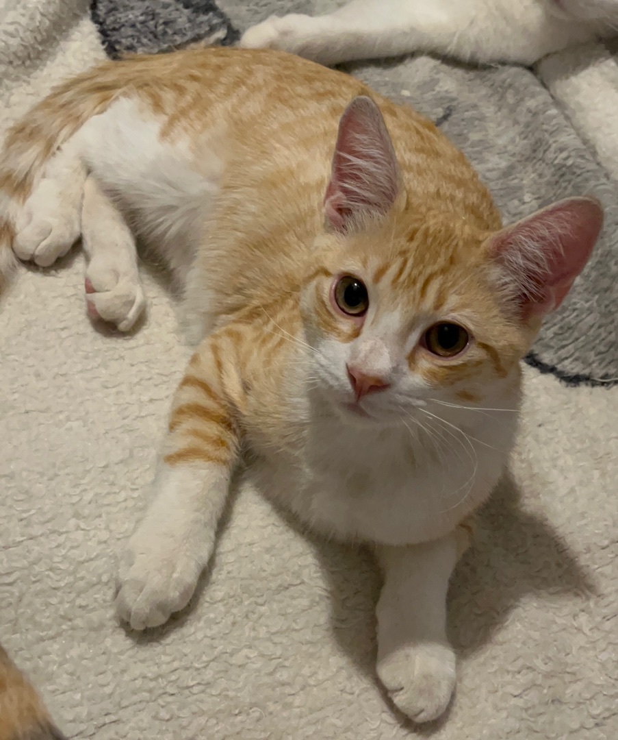 Colin, Adoptable, Adult Male Domestic Short Hair & American Shorthair.